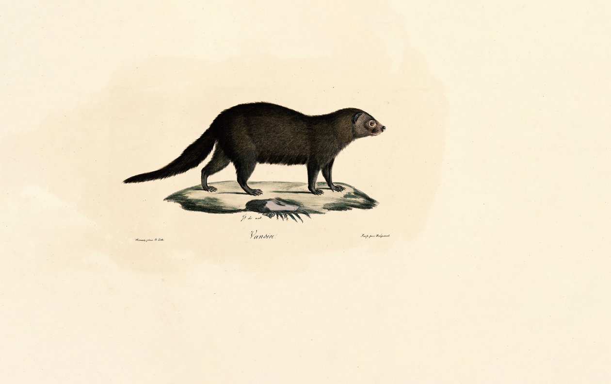 Tayra z Ameryki Południowej autorstwa Jacques Christophe Werner