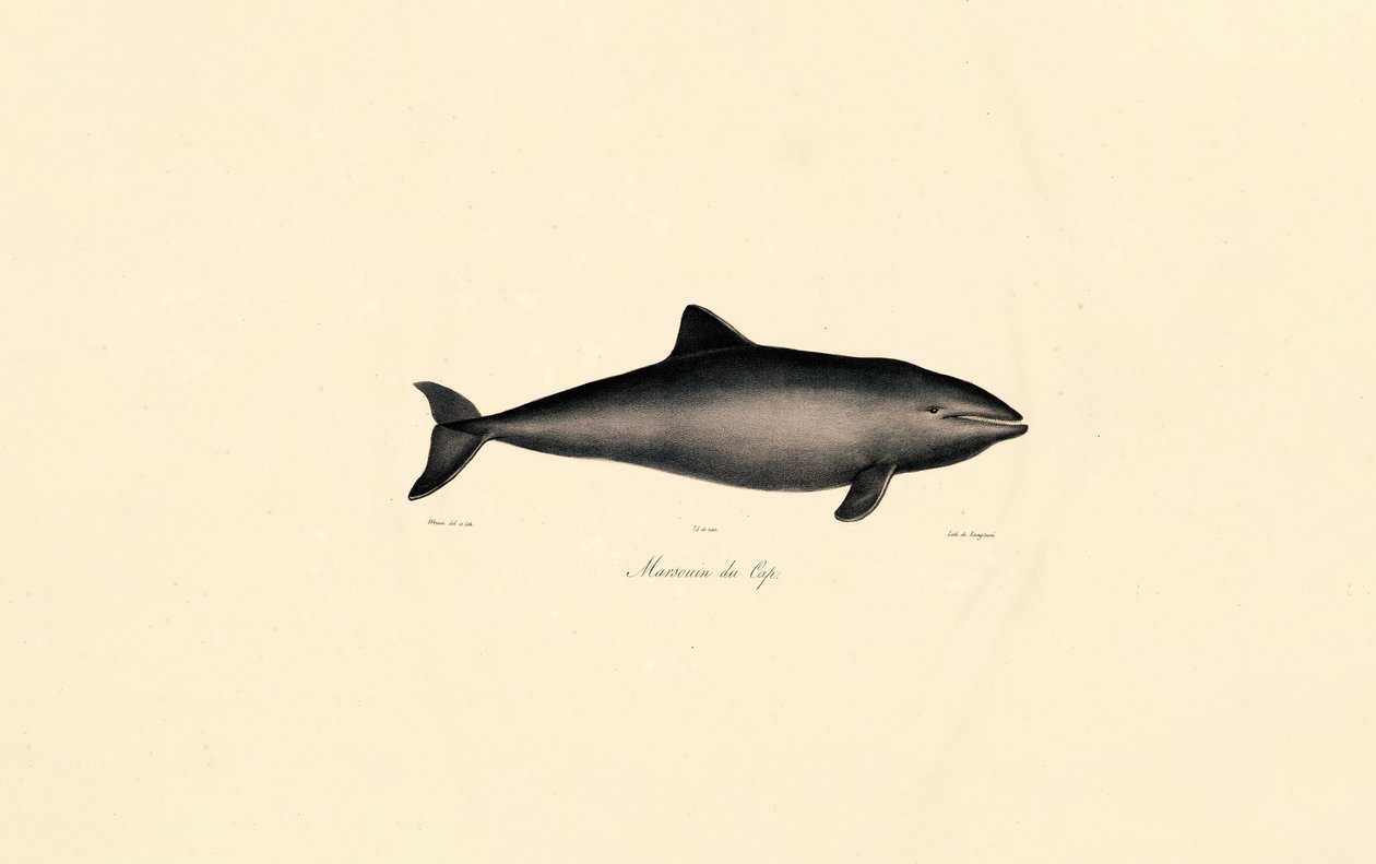 Delfin wielorybi południowy autorstwa Jacques Christophe Werner