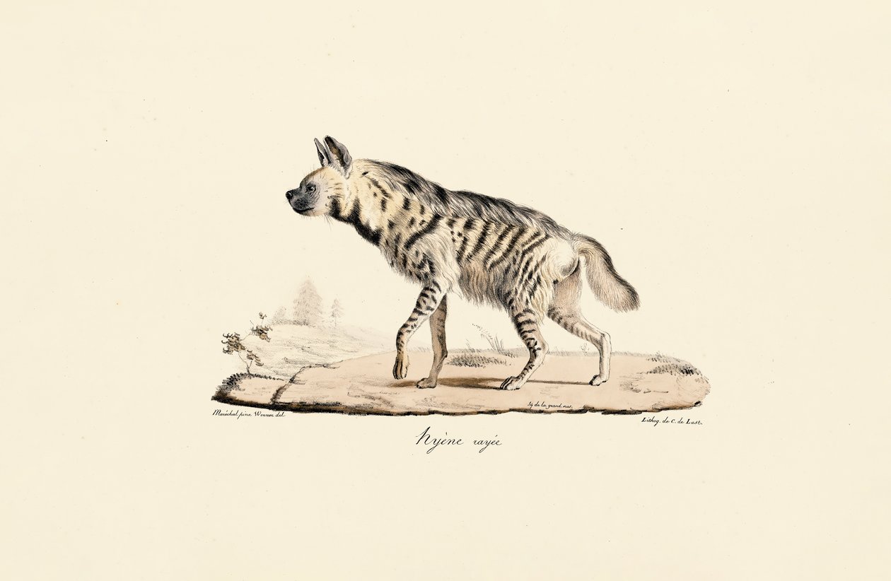 Hiena pasiasta autorstwa Jacques Christophe Werner