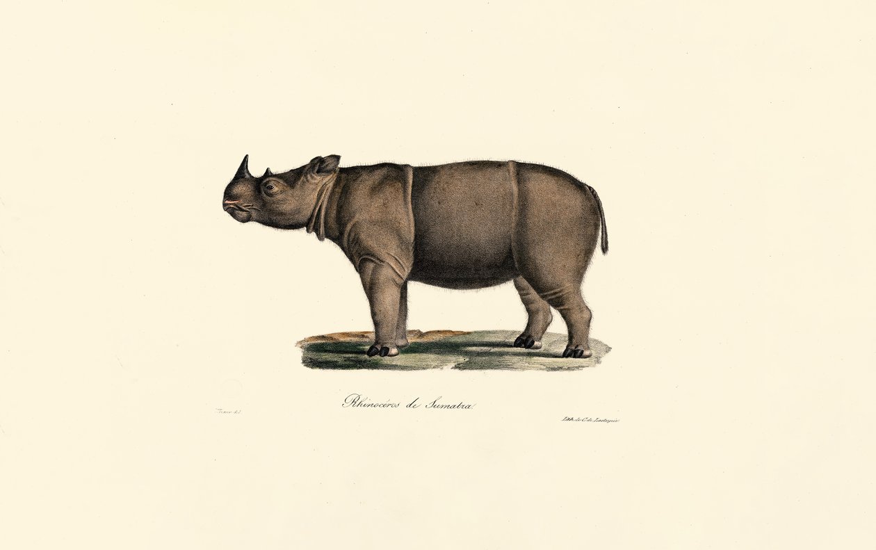 Nosorożec sumatrzański autorstwa Jacques Christophe Werner