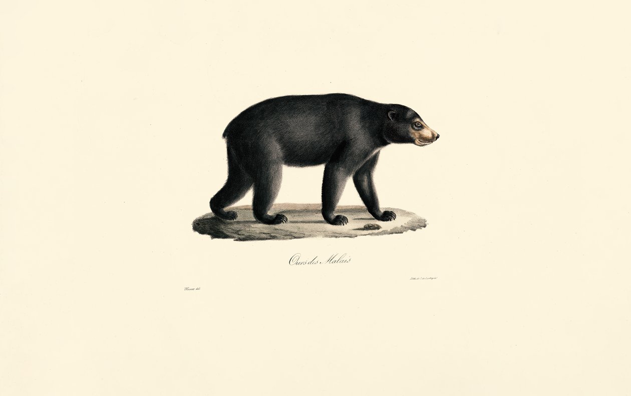  autorstwa Jacques Christophe Werner
