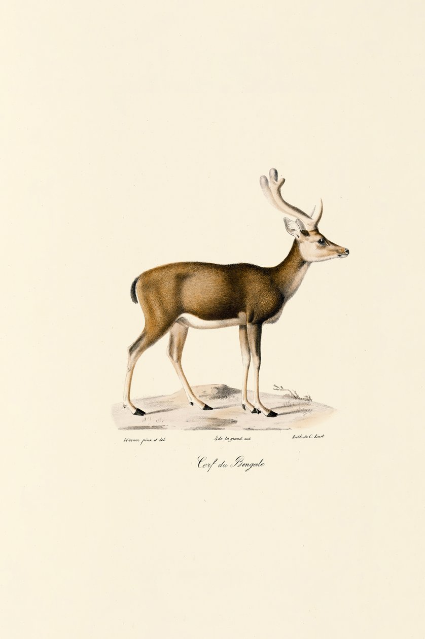 Jeleń bagienny autorstwa Jacques Christophe Werner