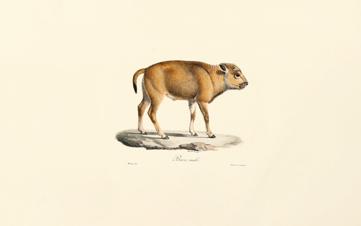 Takin (Budorcas taxicolor) autorstwa Jacques Christophe Werner