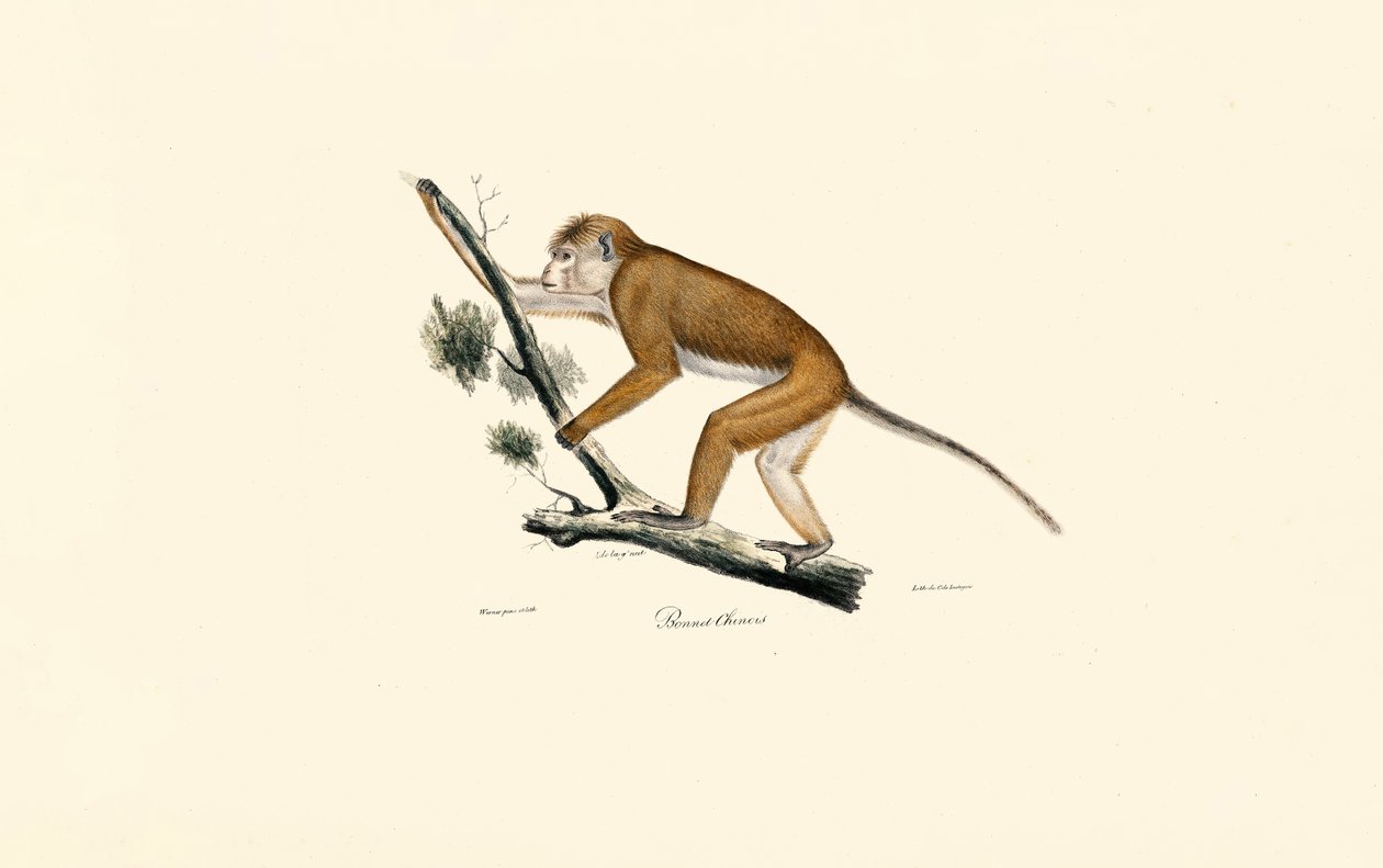 autorstwa Jacques Christophe Werner