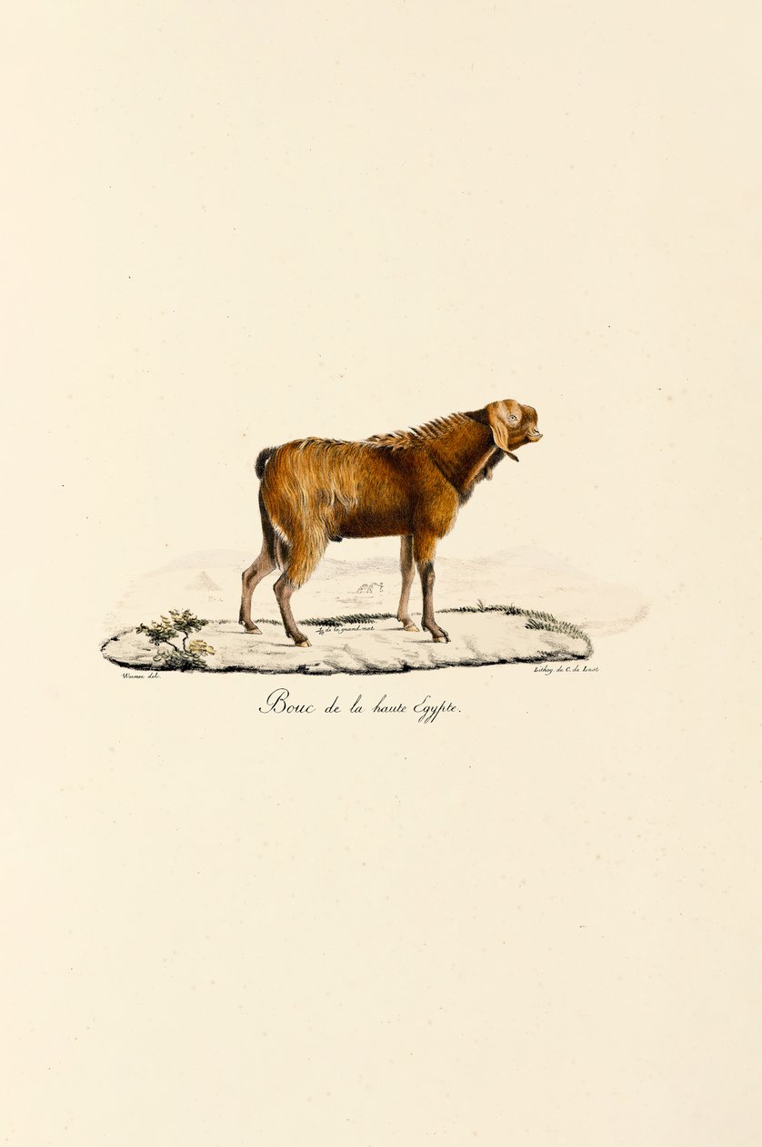 Kozioł górnoegipski Buck autorstwa Jacques Christophe Werner