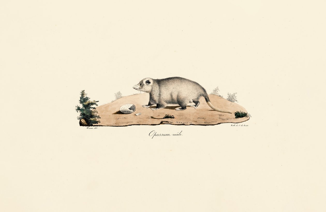  autorstwa Jacques Christophe Werner