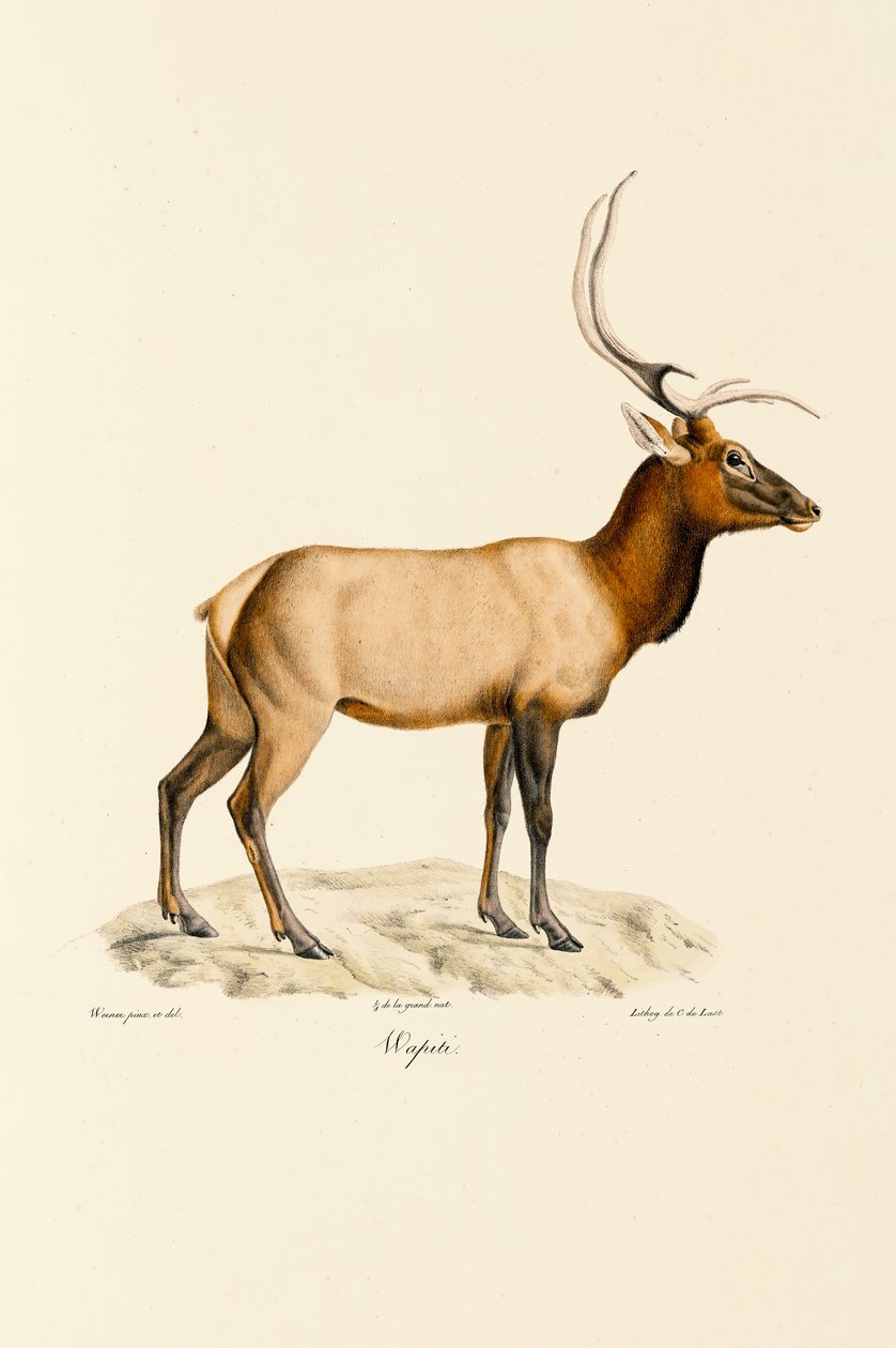Wapiti autorstwa Jacques Christophe Werner