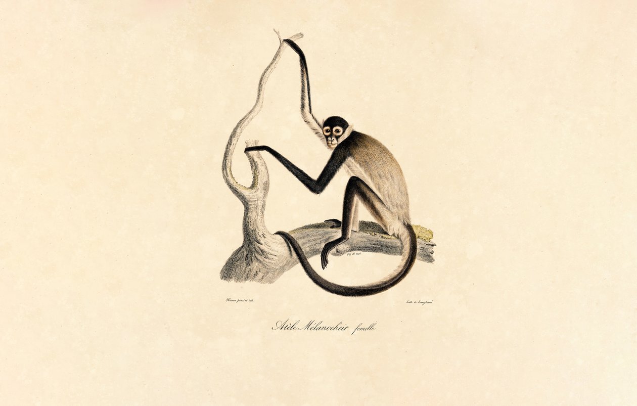  autorstwa Jacques Christophe Werner