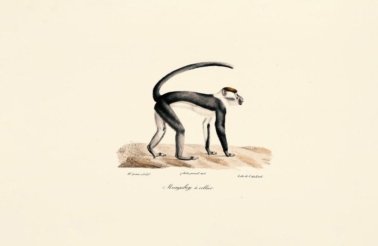  autorstwa Jacques Christophe Werner