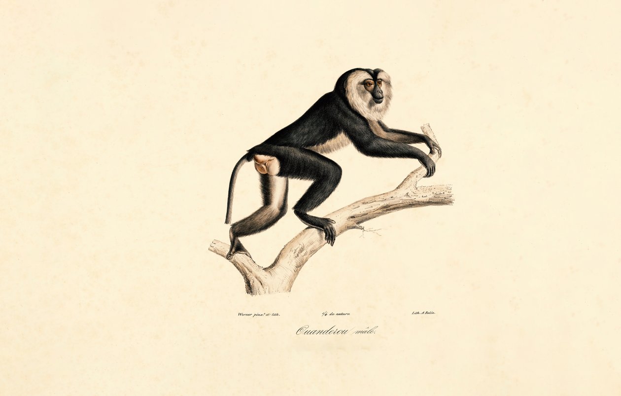  autorstwa Jacques Christophe Werner