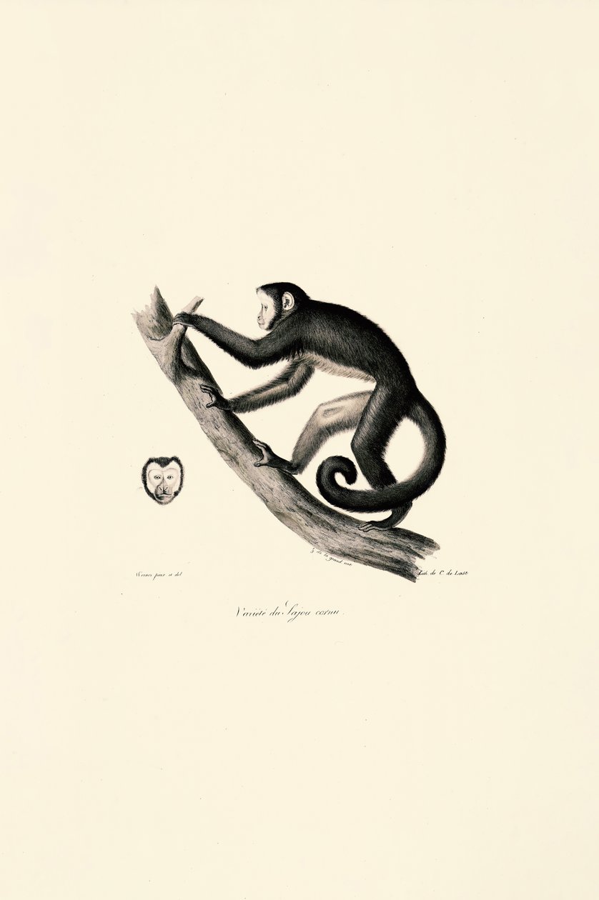  autorstwa Jacques Christophe Werner