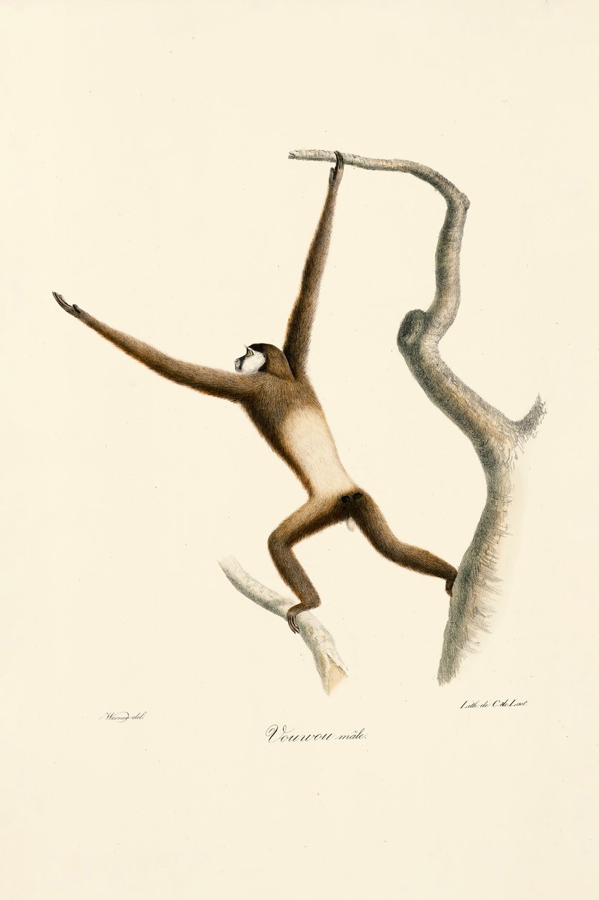  autorstwa Jacques Christophe Werner