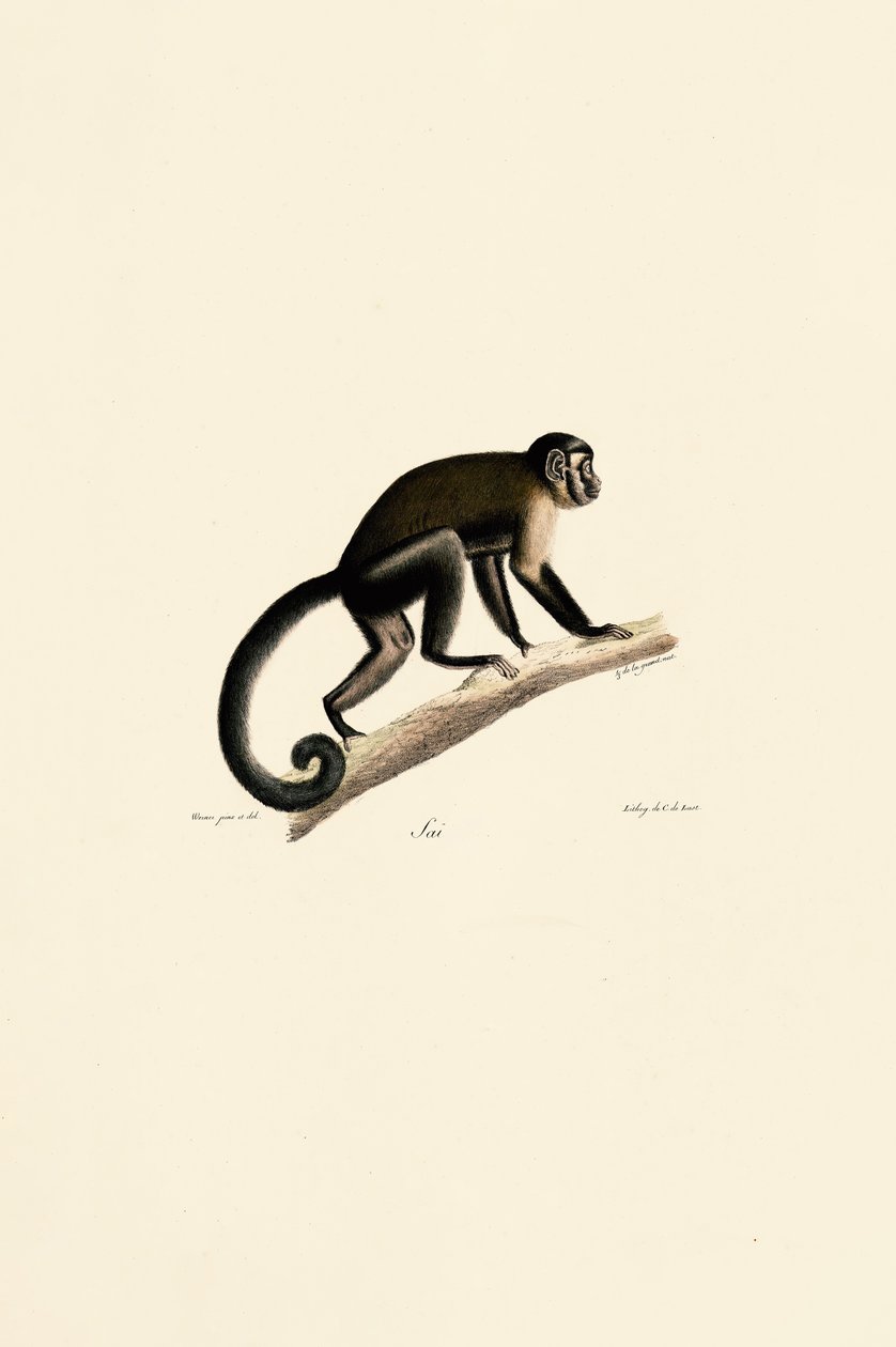  autorstwa Jacques Christophe Werner