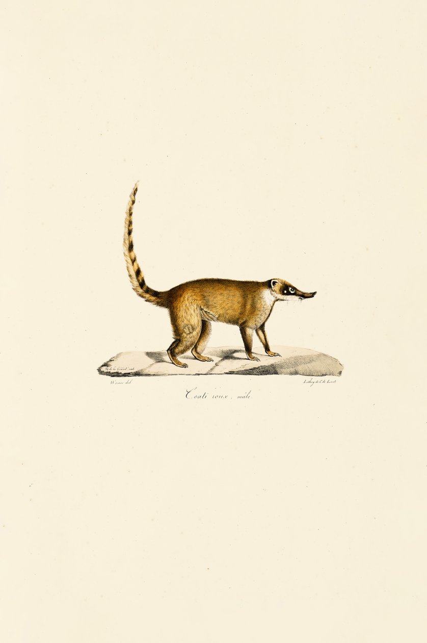 White-nosed Coati (samiec) autorstwa Jacques Christophe Werner