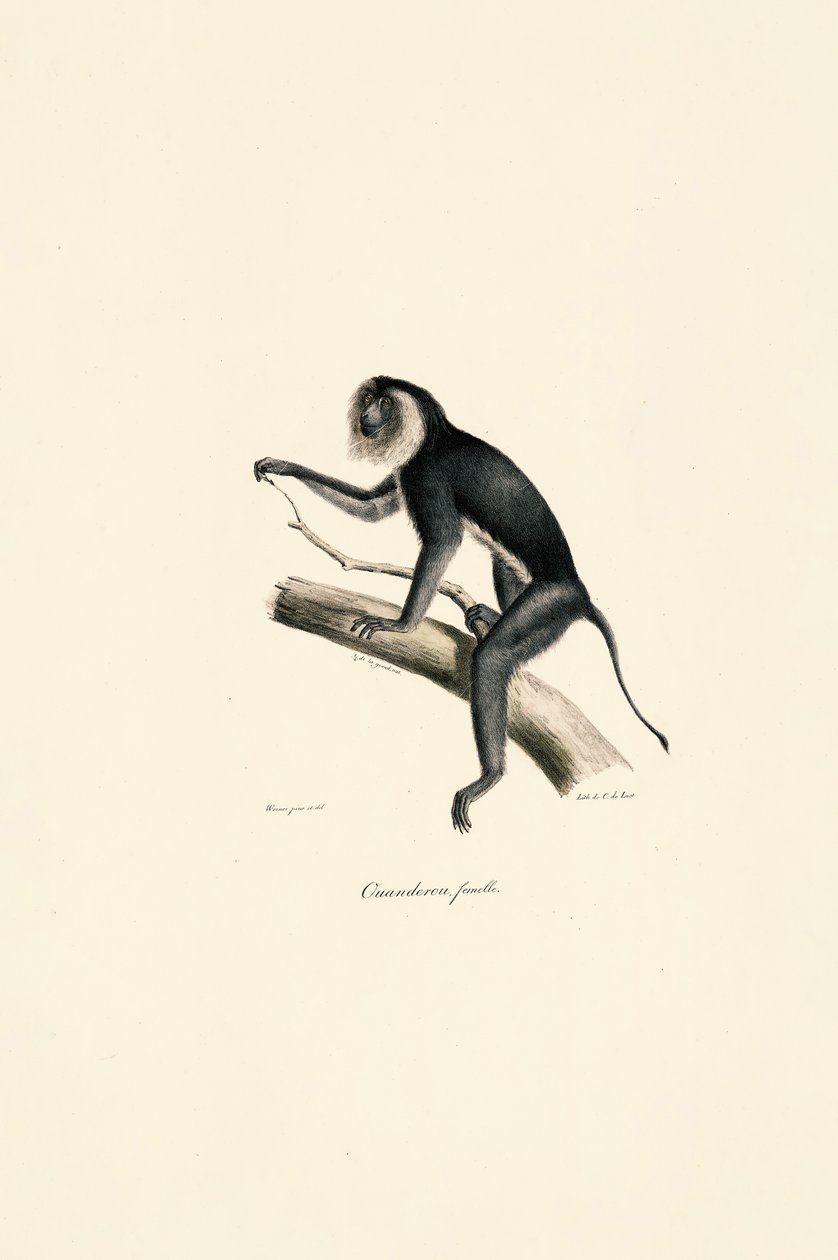  autorstwa Jacques Christophe Werner