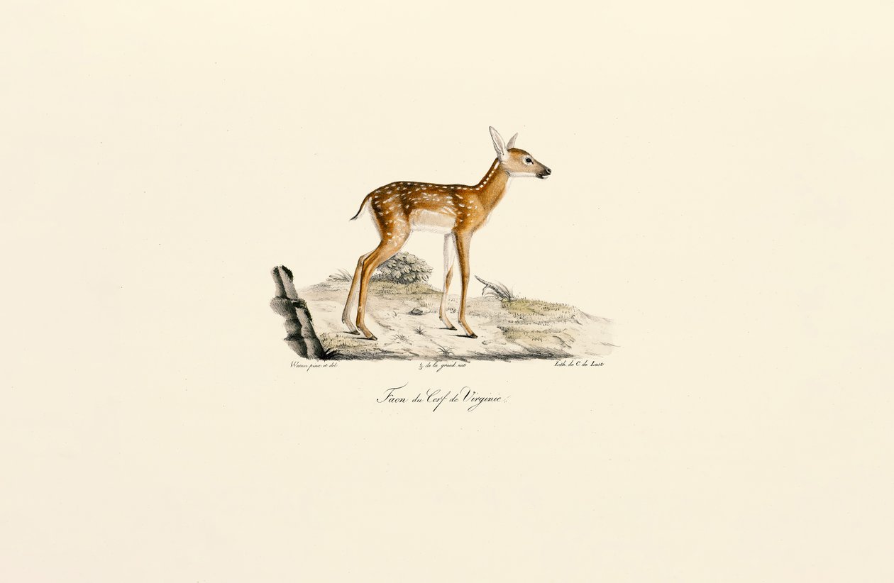 Jeleń bielik - płowy autorstwa Jacques Christophe Werner