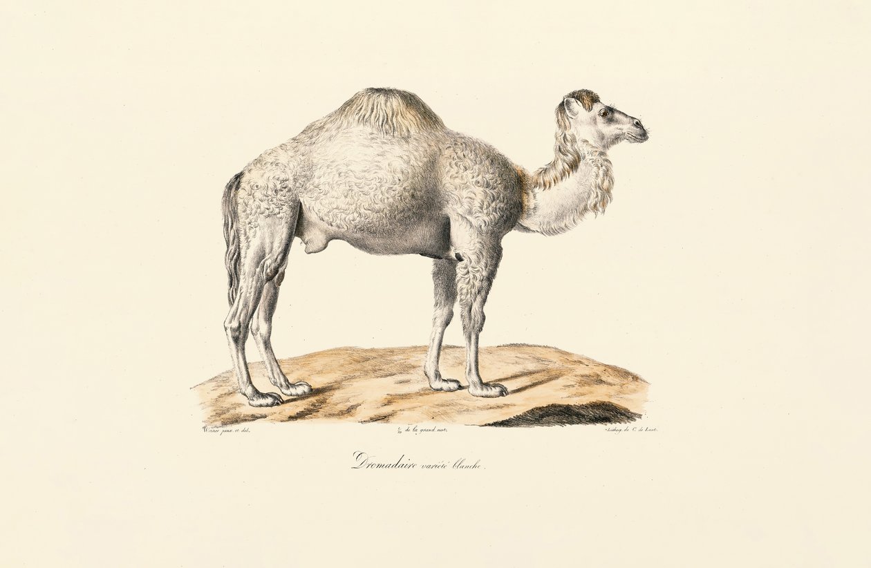  autorstwa Jacques Christophe Werner