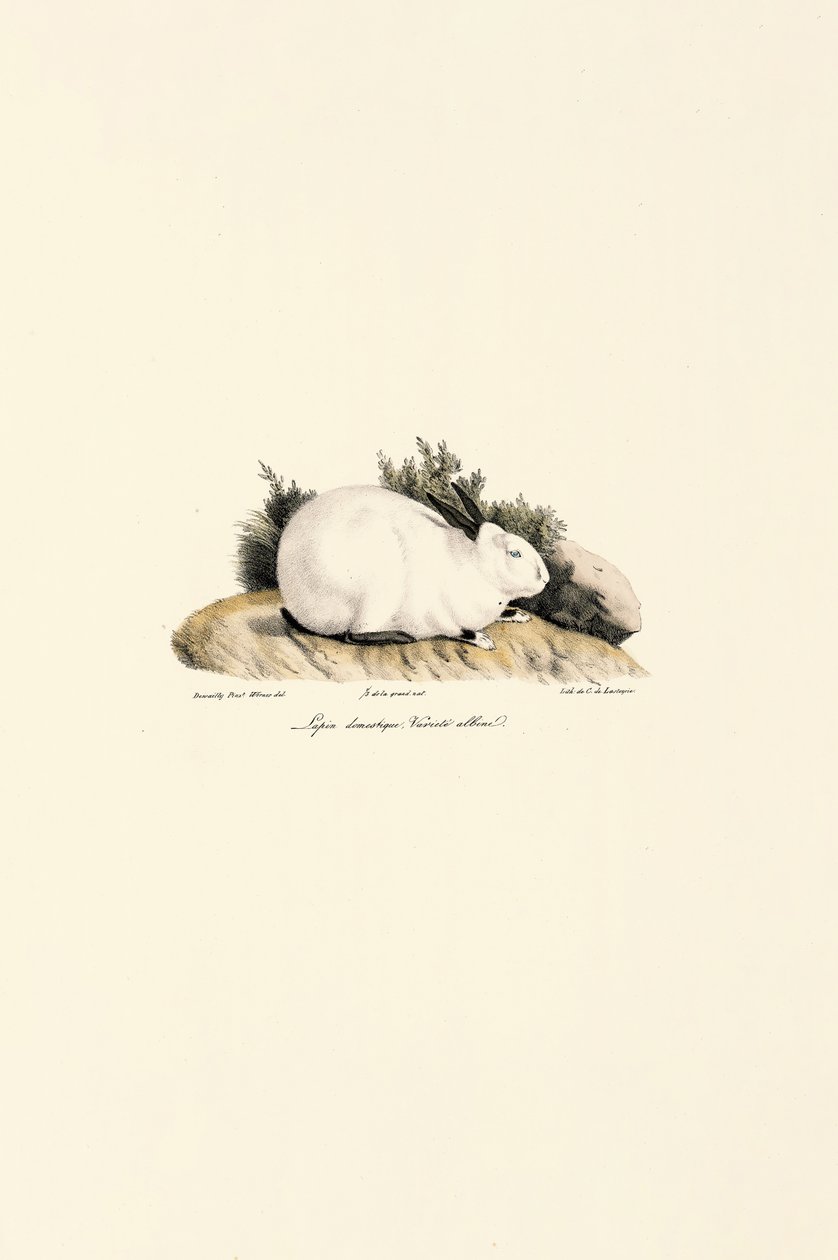 Biały królik (Lepus domesticus) autorstwa Jacques Christophe Werner