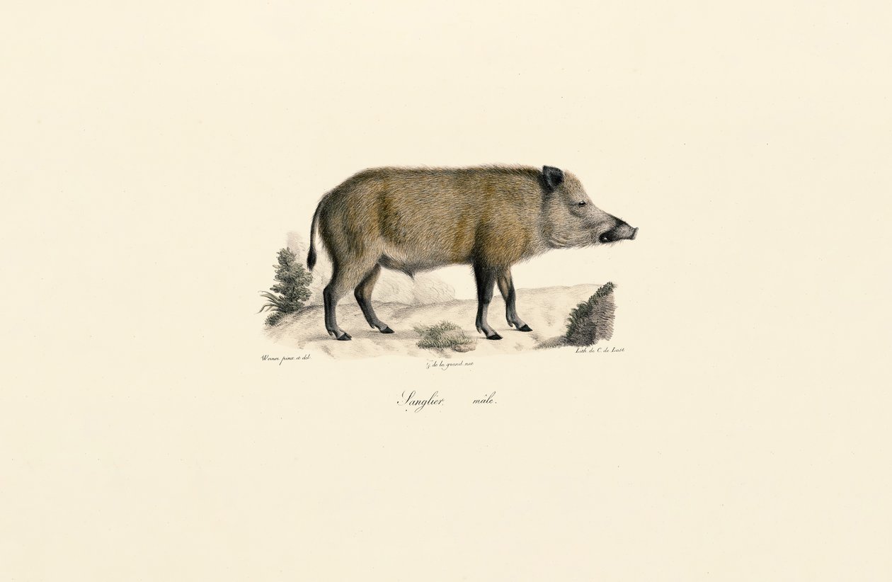 Dzik autorstwa Jacques Christophe Werner