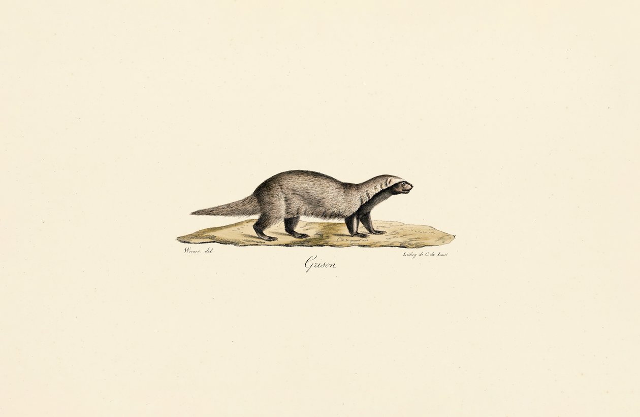 Wolverine autorstwa Jacques Christophe Werner