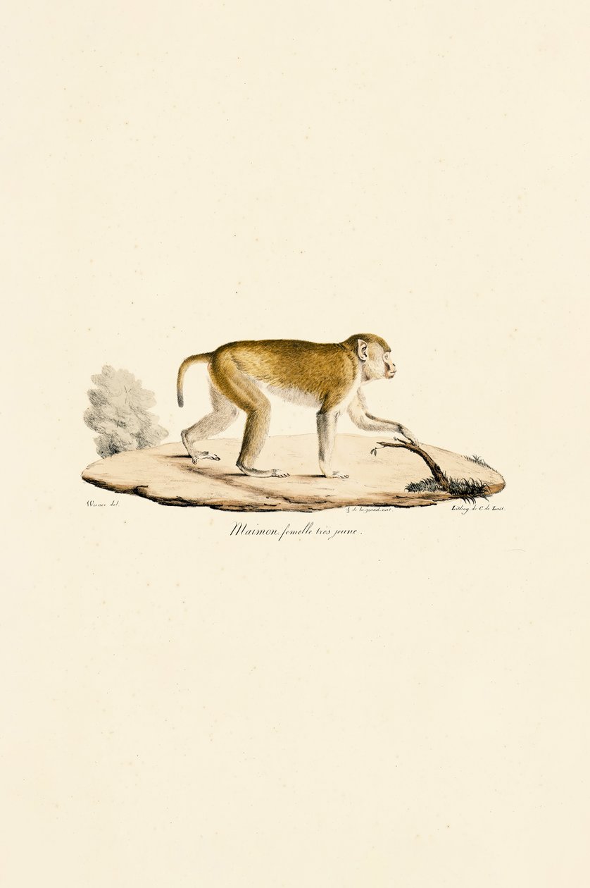  autorstwa Jacques Christophe Werner