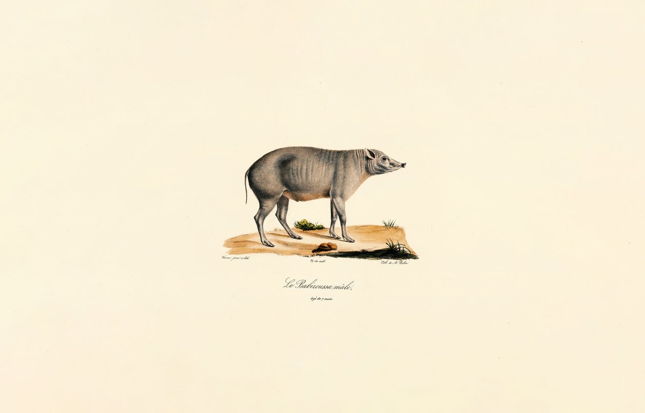 Młody samiec Babirusa autorstwa Jacques Christophe Werner