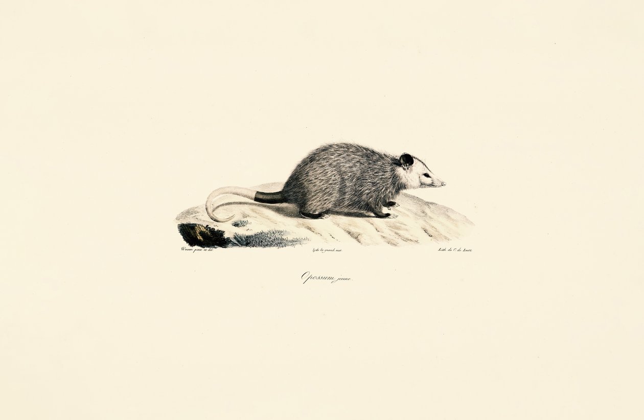 Młody opos autorstwa Jacques Christophe Werner