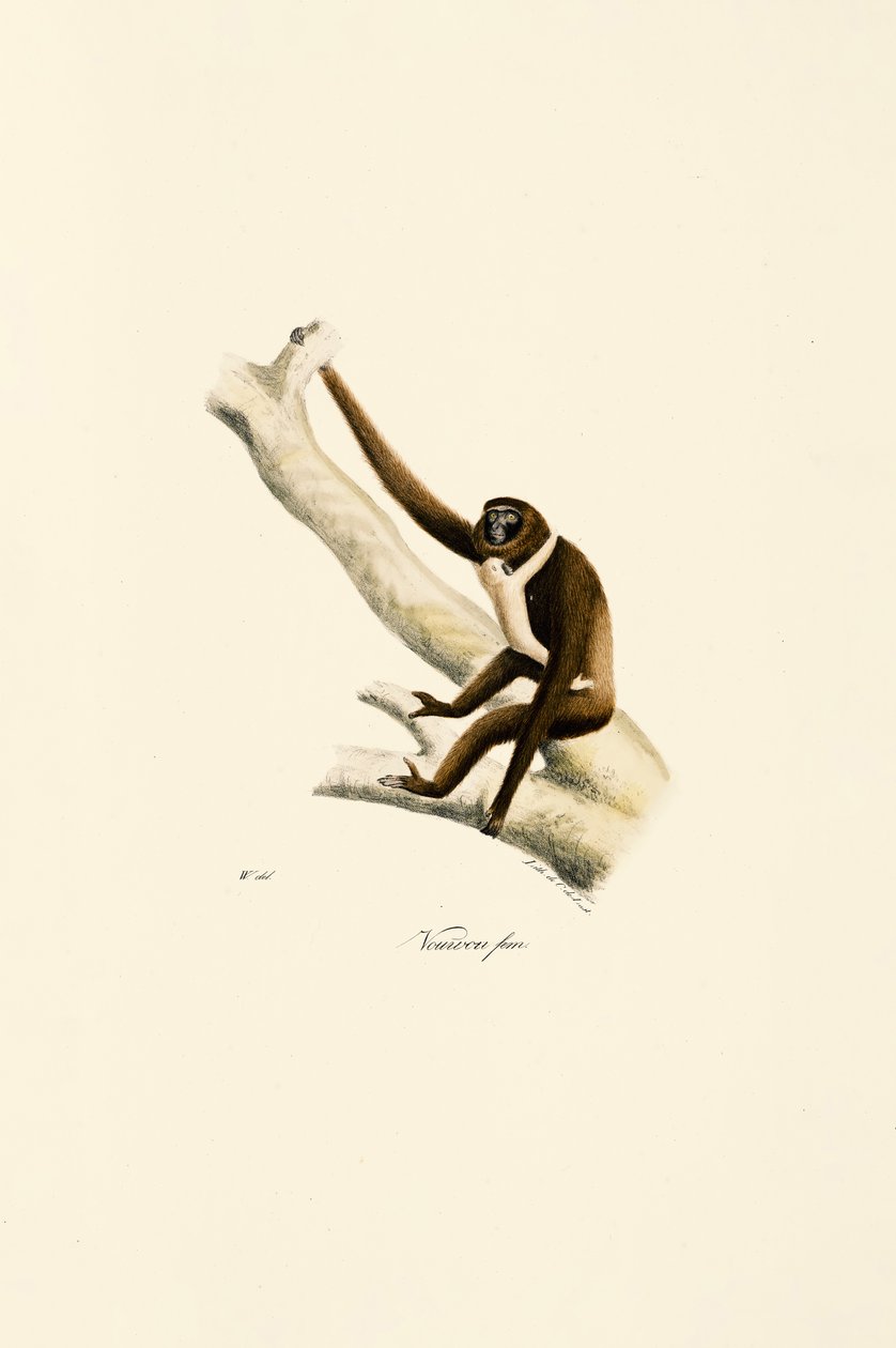  autorstwa Jacques Christophe Werner