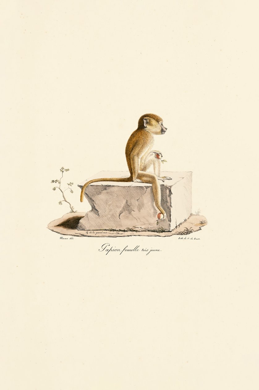  autorstwa Jacques Christophe Werner