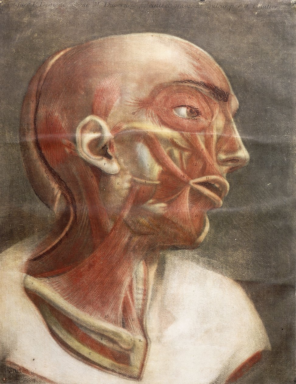 Głowa anatomiczna, z „Miologia kompletna w kolorze i naturalnym rozmiarze”, 1746 autorstwa Jacques Fabien Gautier dAgoty
