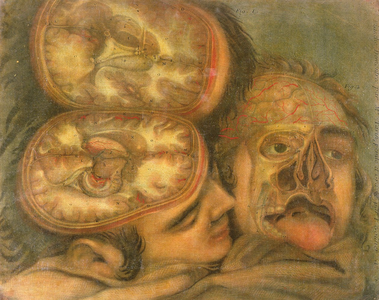 Przekrój mózgu, 1746 autorstwa Jacques Fabien Gautier d