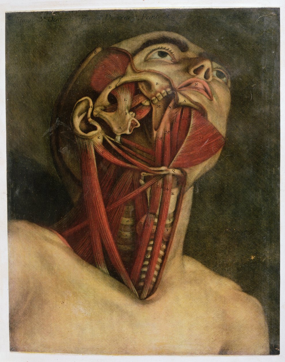 Przekrój prawej strony szyi i twarzy, ok. 1745 (mezziotinta) autorstwa Jacques Fabien Gautier d