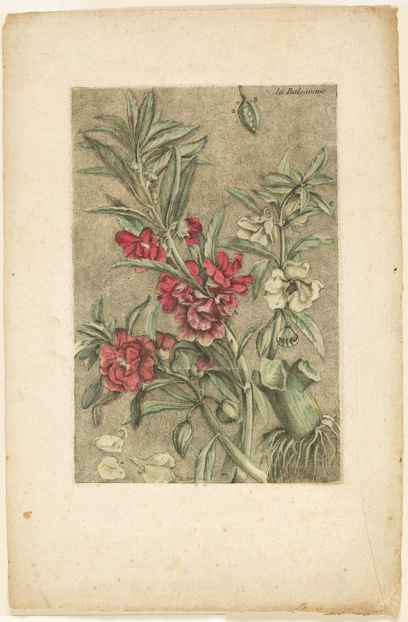 Niecierpek, z Collection des plantes usuelles, curieuses, et étrangères autorstwa Jacques Fabien Gautier d