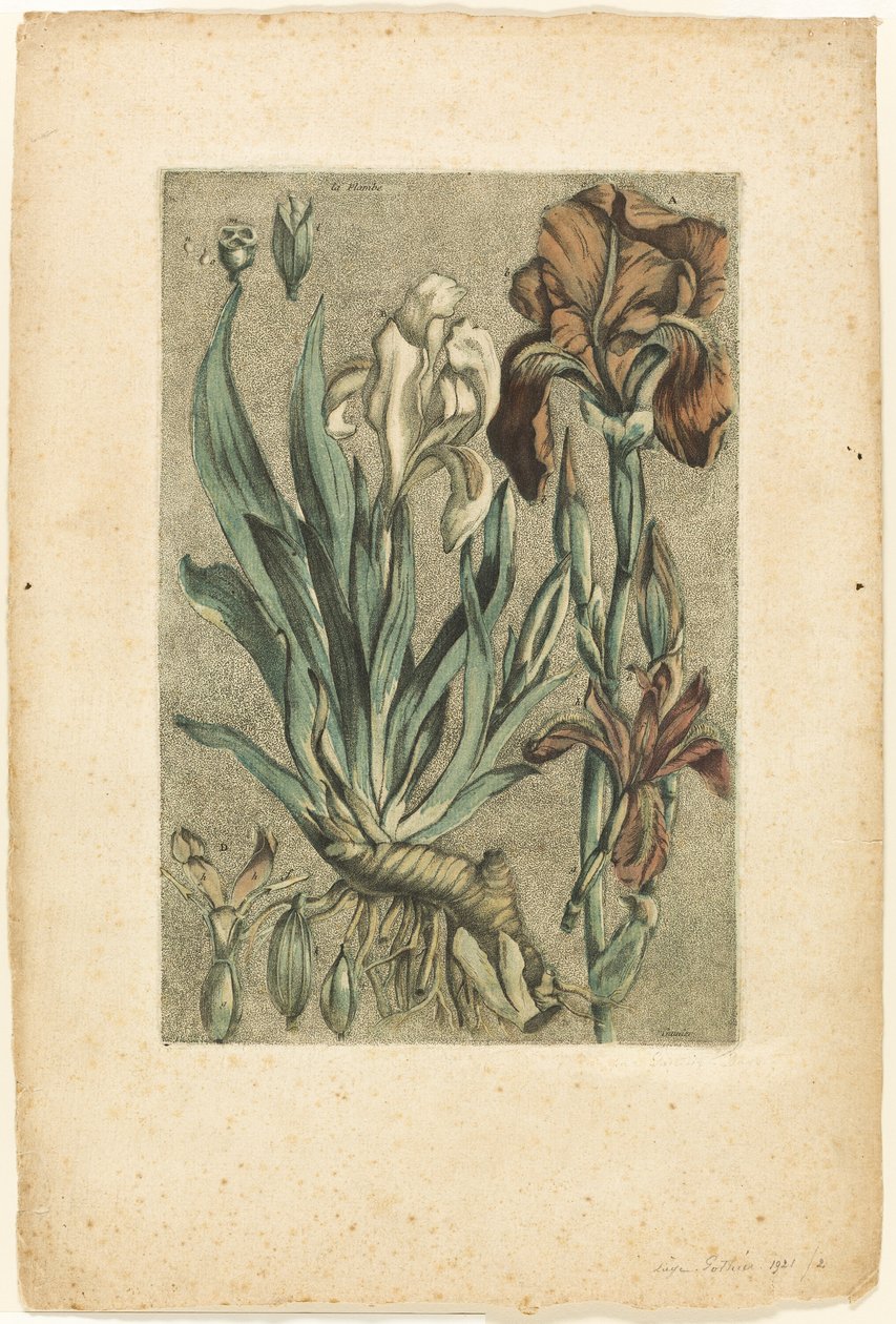 Iris Florentina, z Collection des plantes usuelles, curieuses, et étrangères autorstwa Jacques Fabien Gautier d