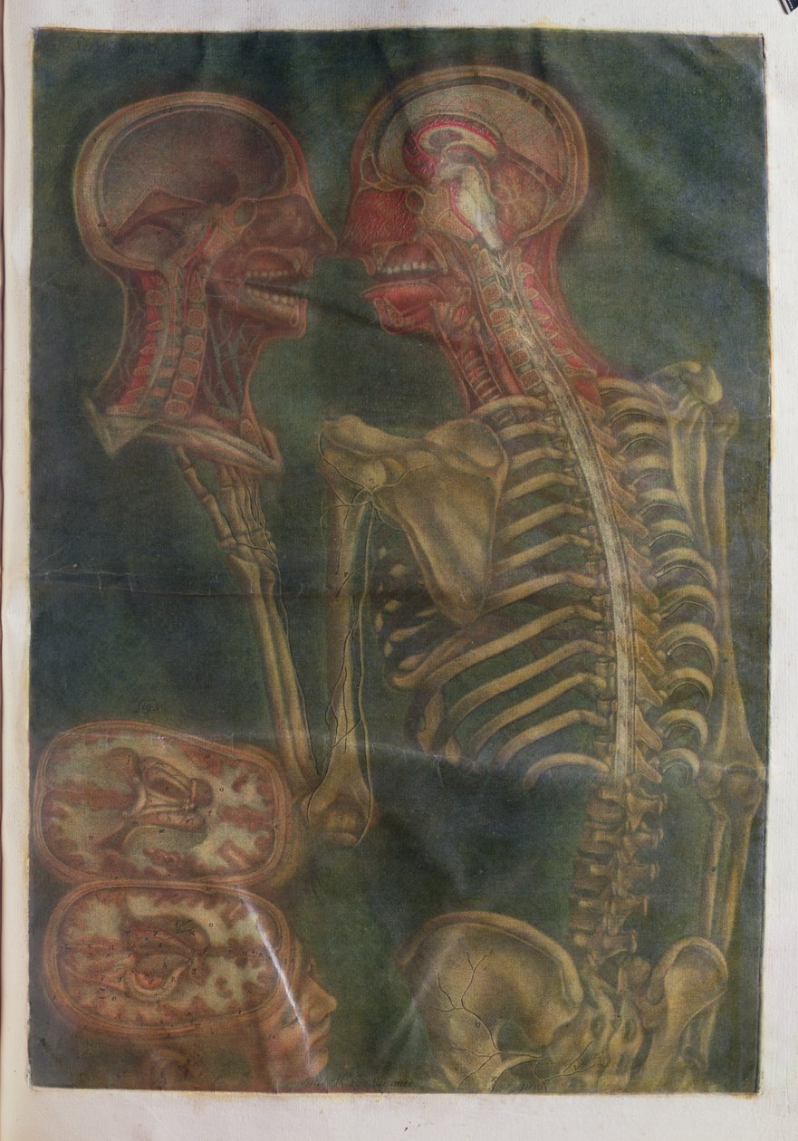 Mózg i rdzeń kręgowy, z "Exposition Anatomique de la Structure du Corps Humain", 1759 (mezzotinta) autorstwa Jacques Fabien Gautier d
