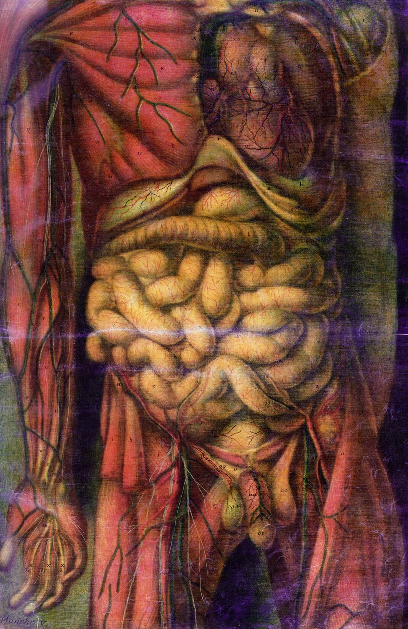 Tułów mężczyzny pokazujący jelita, z „Anatomie Generale des Visceres en Situation”, 1752 (mezzotinta) autorstwa Jacques Fabien Gautier d
