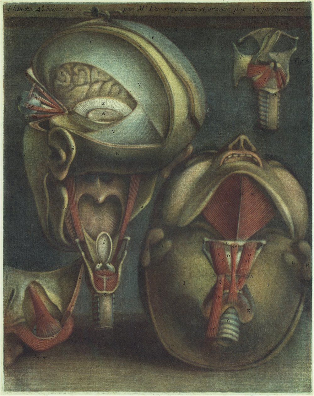 Dwa widoki głowy, 1746. autorstwa Jacques Fabien Gautier dAgoty
