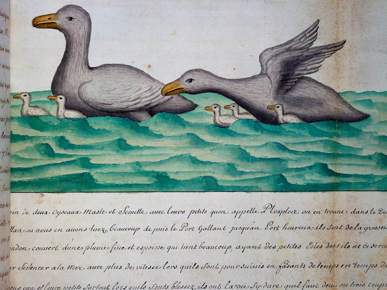 Kaczki zwane Ploplos, Cieśnina Magellana, akwarela z dziennika pokładowego Jacques Gouin de Beauchesne (1652-1730), kapitan Compagnie Royale de la Mer du Sud, od 1698 do 1701, Francja autorstwa Jacques Gouin de Beauchesne