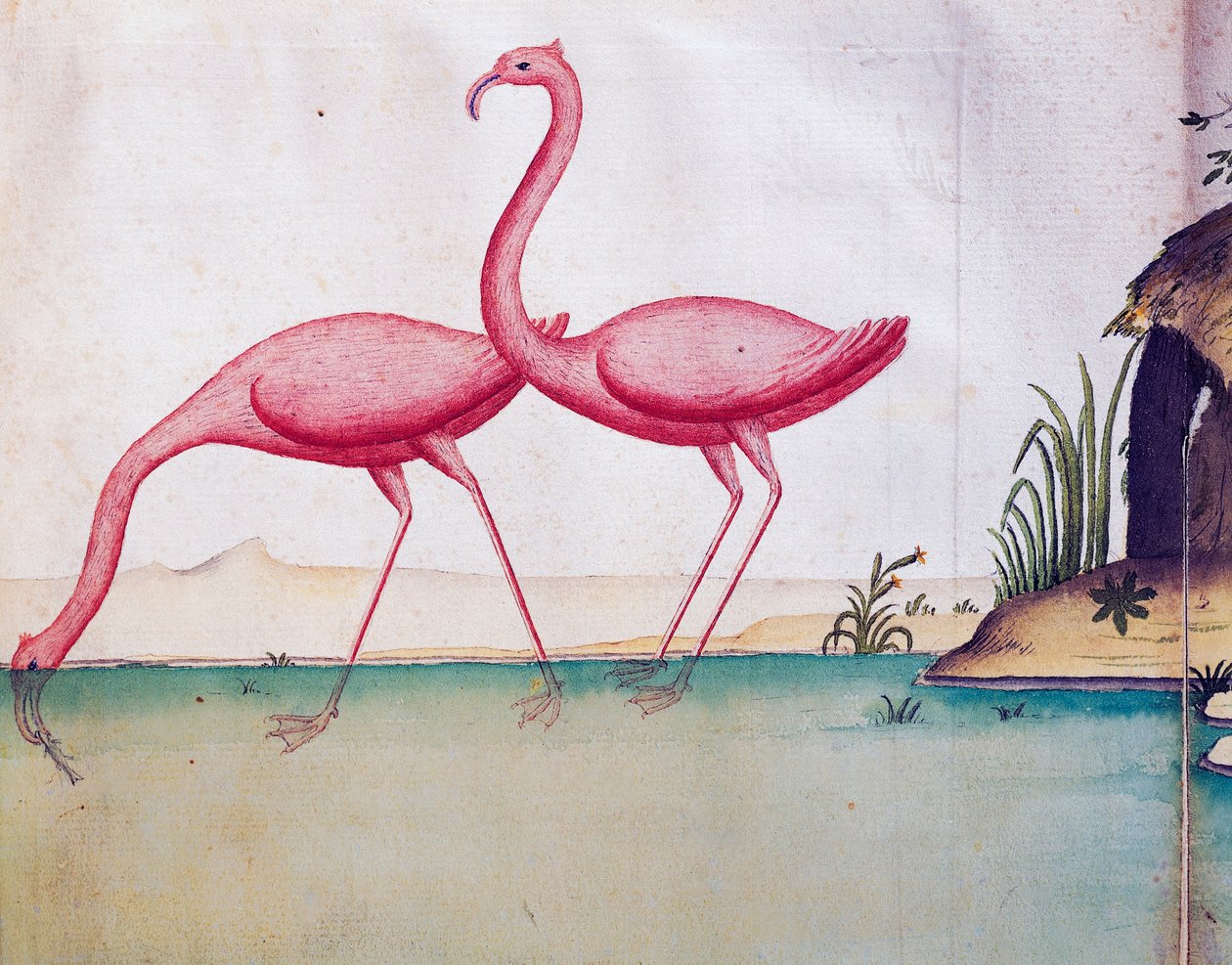 Różowe flamingi, Wyspy Galapagos, akwarela z dziennika pokładowego Jacques Gouin de Beauchesne (1652-1730), kapitan Compagnie royale de la Mer du Sud, od 1698 do 1701, Francja autorstwa Jacques Gouin de Beauchesne