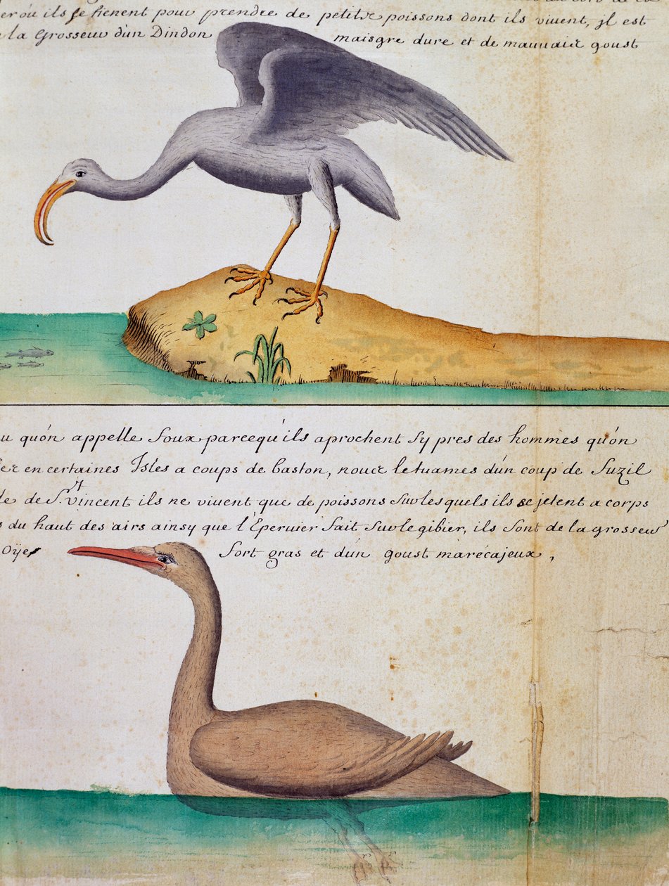 Nieznany ptak i ptak zwany Foux (Booby), wyspa Sao Vicente, Wyspy Zielonego Przylądka, akwarela z dziennika pokładowego Jacquesa Gouina de Beauchesne (1652-1730), kapitan Compagnie Royale de la Mer du Sud, od 1698 do 1701, Francja autorstwa Jacques Gouin de Beauchesne