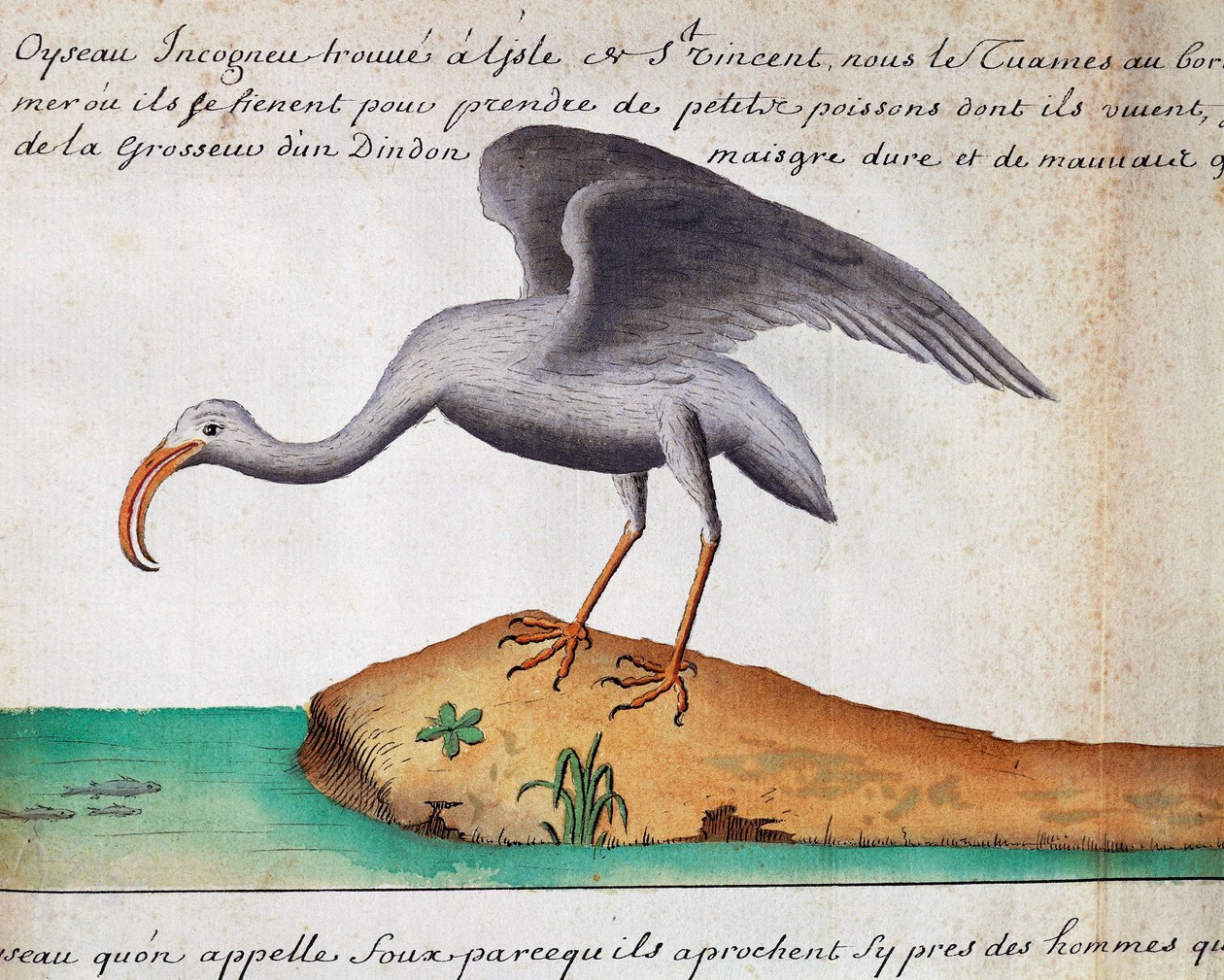 Biały Ibis (Eudocimus albus), wyspa Sao Vicente, Republika Zielonego Przylądka, akwarela z dziennika pokładowego Jacquesa Gouina de Beauchesne (1652-1730), kapitan Compagnie Royale de la Mer du Sud, od 1698 do 1701, Francja autorstwa Jacques Gouin de Beauchesne