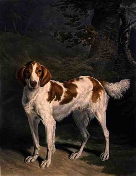 Dash, ryt. Charles Turner (1773-1857), wyd. przez R. Ackermanna Jnr. (grawerunek mezzotinta) autorstwa Jacques Laurent (after) Agasse