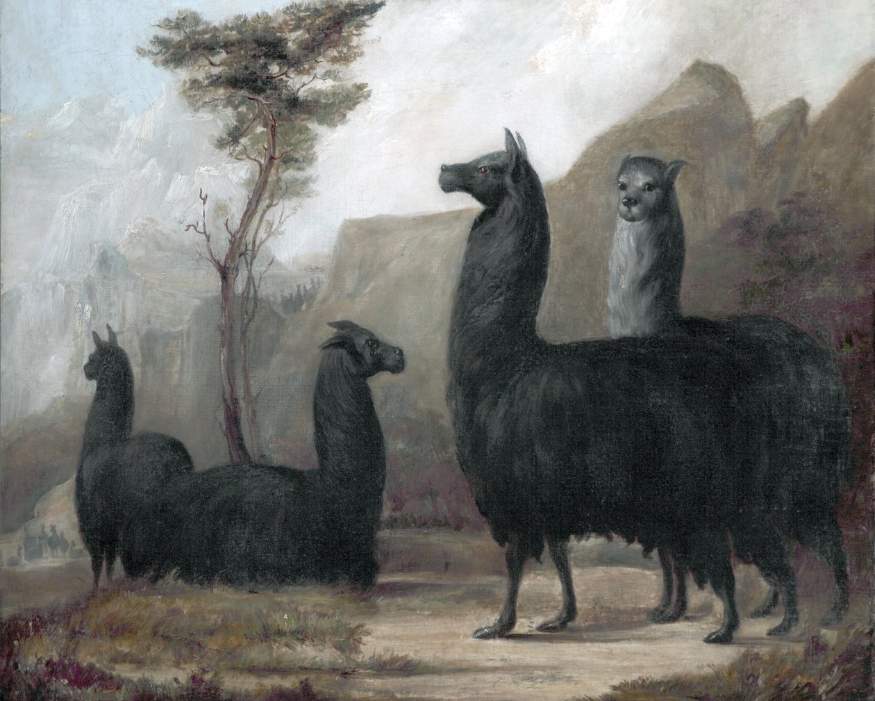 Alpaki autorstwa Jacques Laurent Agasse