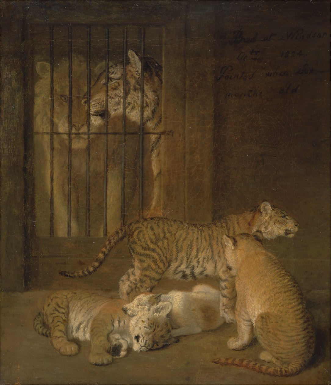 Grupa szczeniąt wyhodowanych między lwem a tygrysicą autorstwa Jacques Laurent Agasse