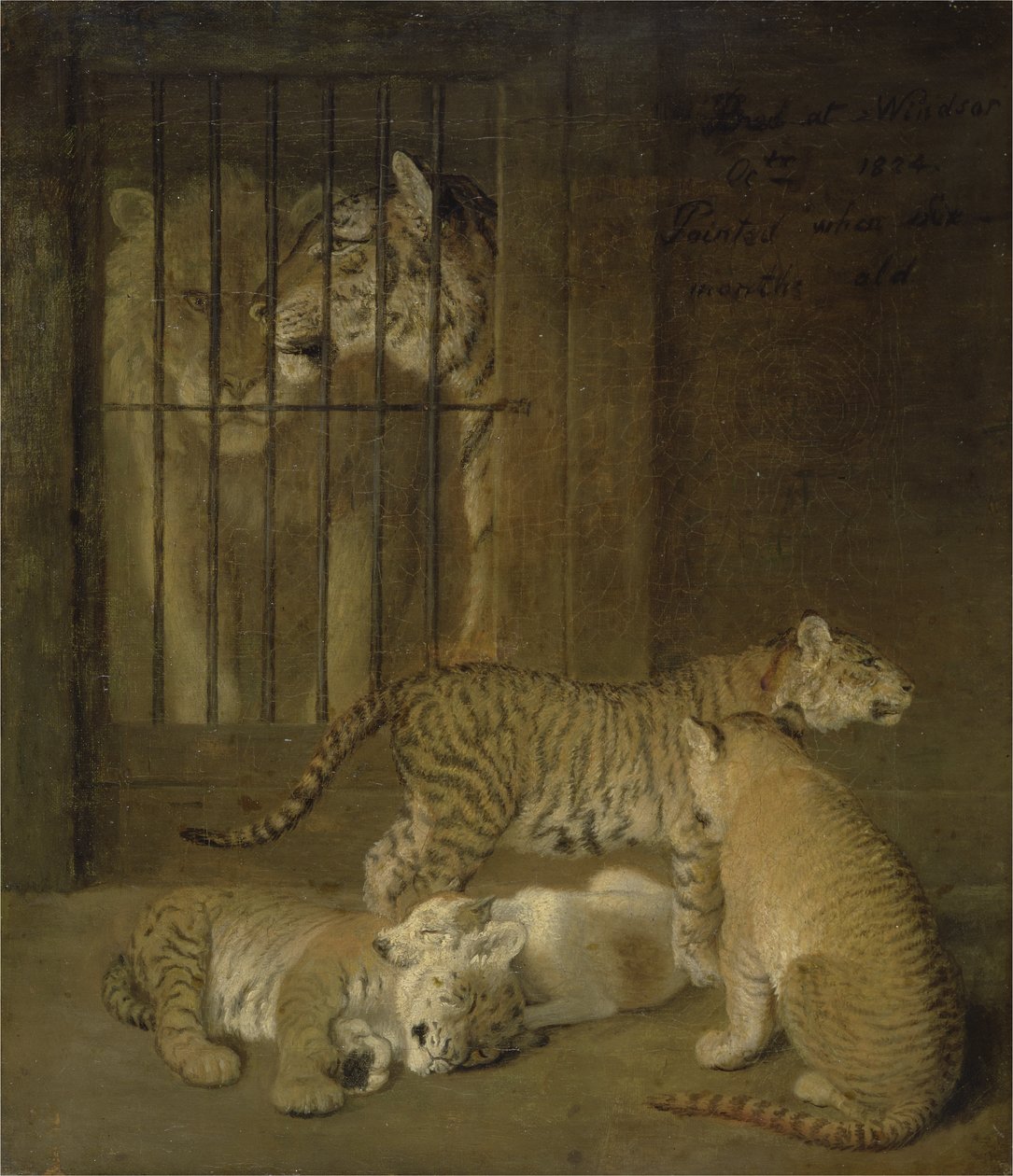 Grupa szczeniąt wyhodowana między lwem a tygrysicą autorstwa Jacques Laurent Agasse