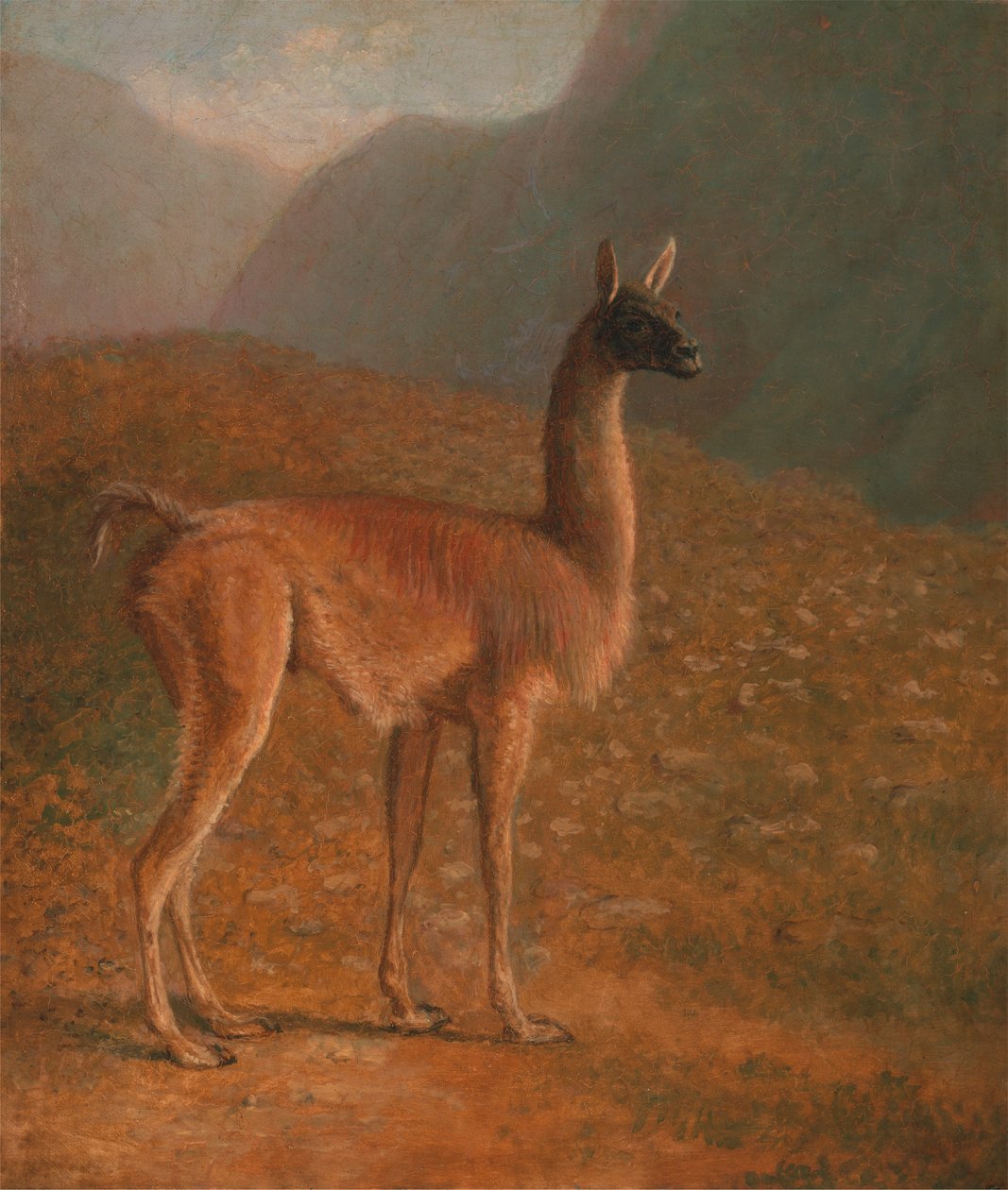 guanako autorstwa Jacques Laurent Agasse