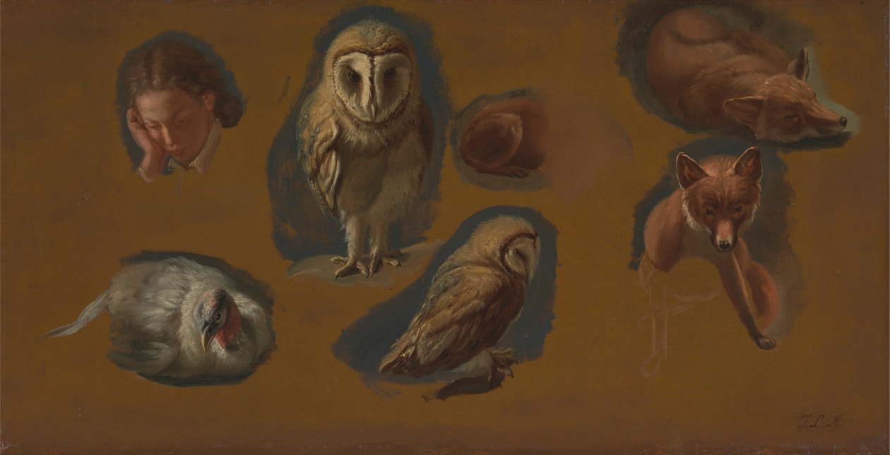 Studia lisa, płomykówki, pawicy i głowy młodego mężczyzny autorstwa Jacques Laurent Agasse