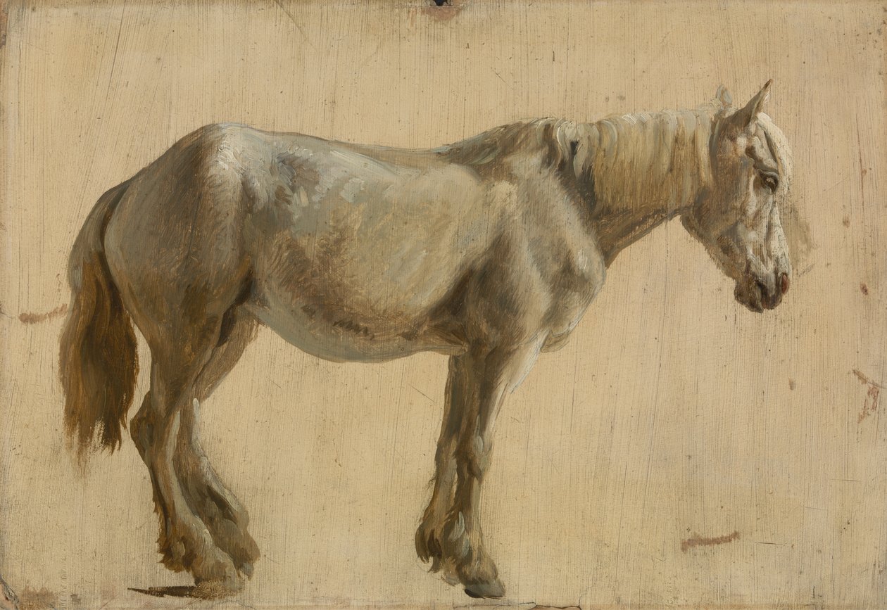 Studium szarego konia (olej na papierze) autorstwa Jacques Laurent Agasse