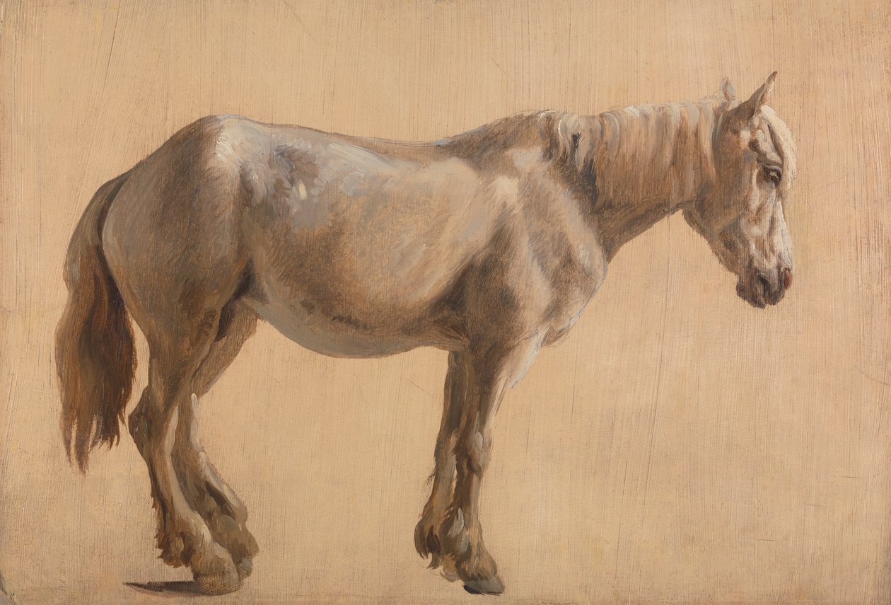 Studium szarego konia autorstwa Jacques Laurent Agasse