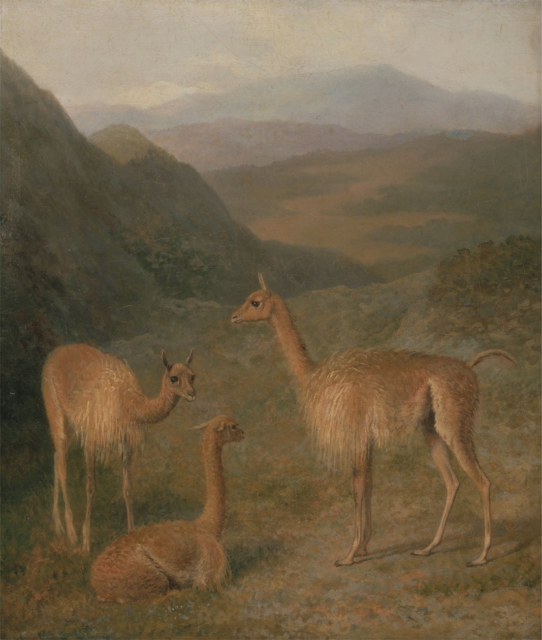 Wikunas autorstwa Jacques Laurent Agasse